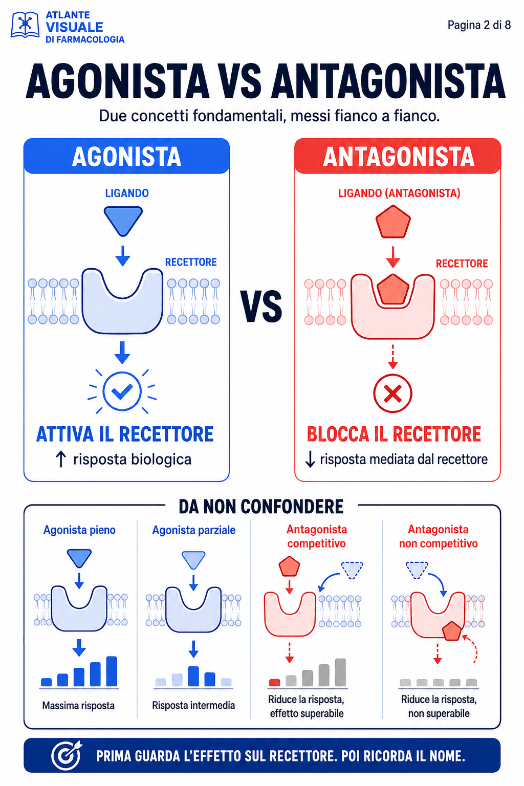 Agonista vs antagonista