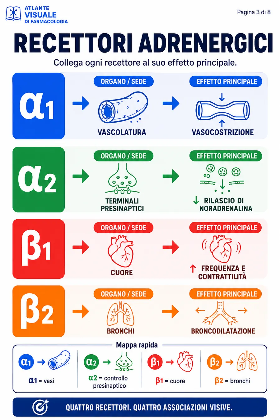 Recettori adrenergici